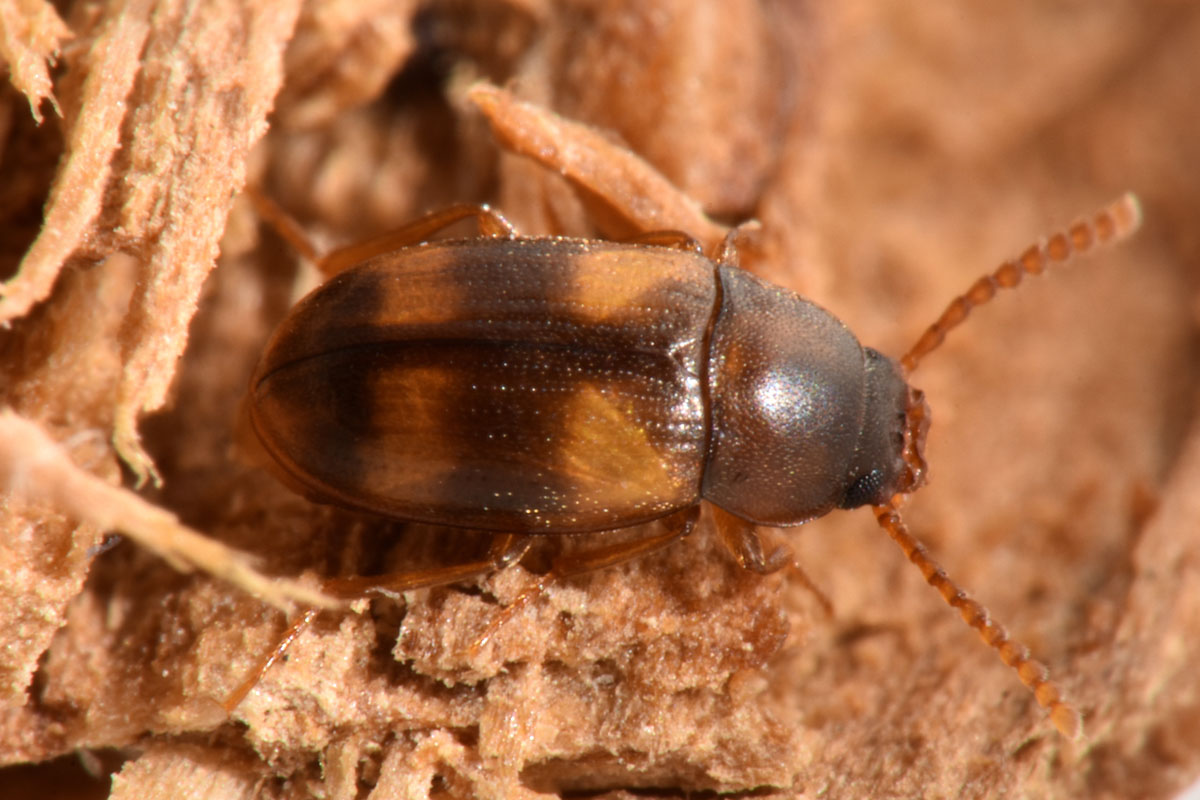 Tenebrionidae: Alphitophagus bifasciatus? S.